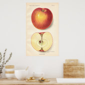 Poster vintage Opalescent Apple (Cuisine)