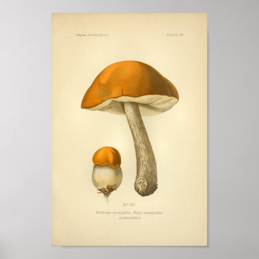Poster Vintage Orange Champignons Brown Art (Devant)