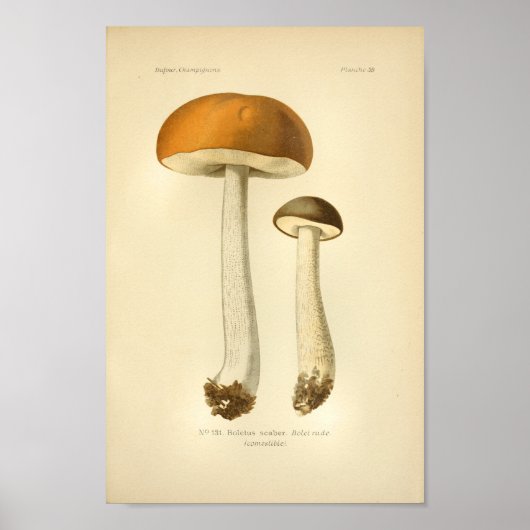Poster Vintage Orange Champignons Brown Art (Devant)