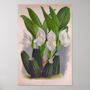 Poster Vintage Orchidée blanche Anguloa Uniflora Lindenia