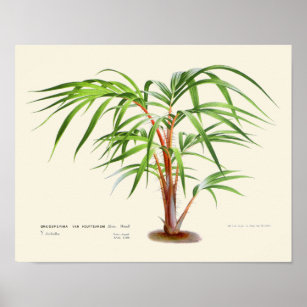 Poster Vintage Palm Botanical Print