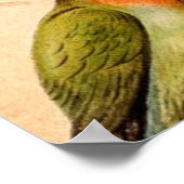 Poster Vintage Parrot (Coin)