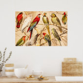 Poster Vintage Parrot (Cuisine)