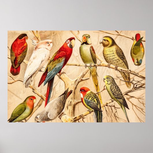 Poster Vintage Parrot (Devant)