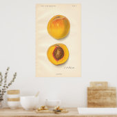 Poster vintage Peaches (Cuisine)