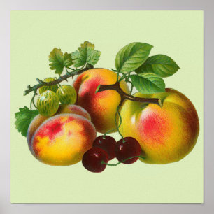 Poster Vintage Peaches and Cherries