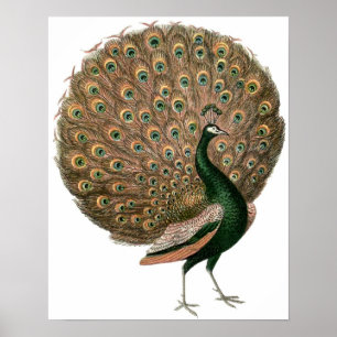 Poster vintage Peacock