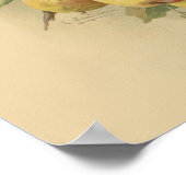 Poster Vintage pears (Coin)