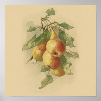 Poster Vintage pears