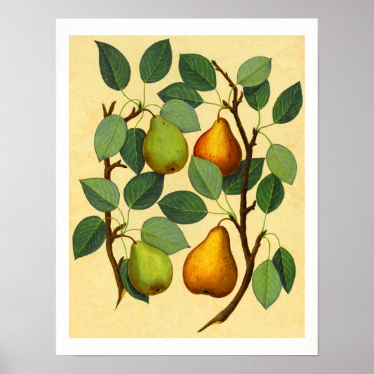 Poster Vintage Pears v.2 (Devant)