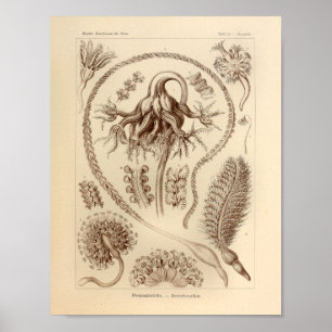 Poster Vintage Pennatulida Couleur Ernst Haeckel Imprimer