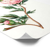 Poster vintage Peony (Coin)