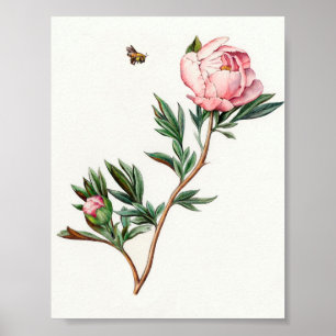 Poster vintage Peony
