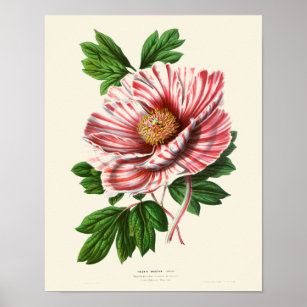 Poster Vintage Peony Botanical Print