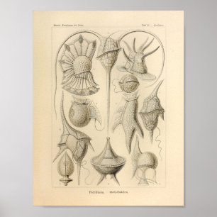 Poster Vintage Peridinea Couleur Ernst Haeckel Imprimer