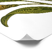 Poster Vintage Peruvian Lily (Coin)