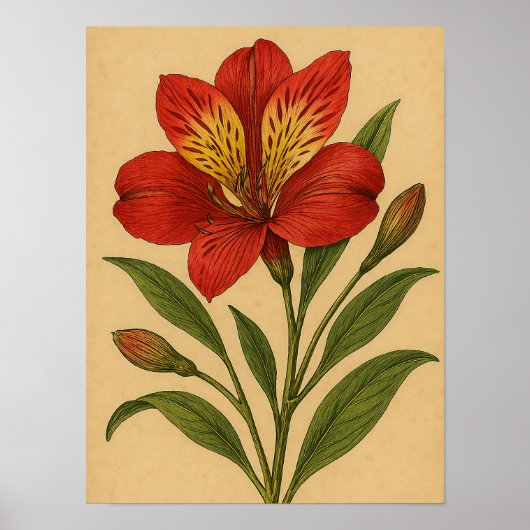 Poster Vintage Peruvian Lily on Weathered Paper (Devant)