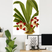 Poster Vintage Pescatorea Klabochorum orchidée (Bureau à domicile)