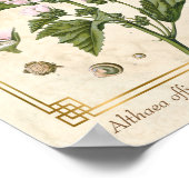 Poster Vintage Plante de plantes Marshmallow Art botaniqu (Coin)