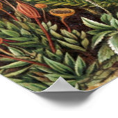 Poster Vintage Plante Haeckel (Coin)
