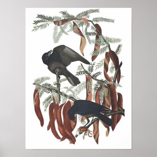 Poster vintage Poisson Crow Imprimer (Devant)