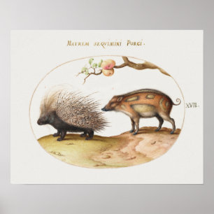 Poster vintage Porcupine