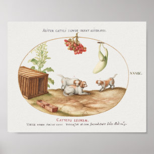 Poster vintage Pups