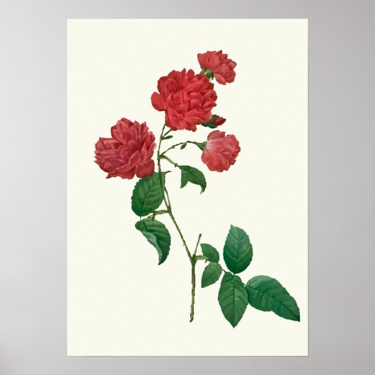 Poster Vintage Red Roses Botanique Imprimer (Devant)