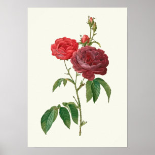 Poster Vintage Red Roses Botanique Imprimer