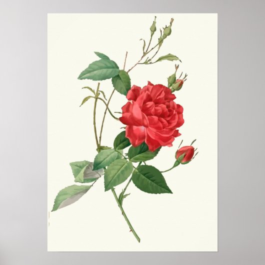 Poster Vintage Red Roses Botanique Imprimer (Devant)