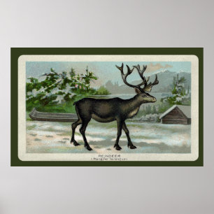 Poster Vintage Reindeer Print
