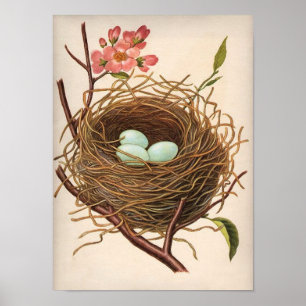 Poster Vintage Robin's Oeuf Nest sur Flower Tree Branch