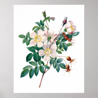 Poster vintage rose blanc