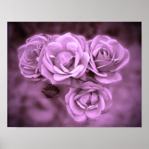 Poster Vintage Rose pourpre