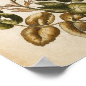 Poster Vintage Rose végétal (Coin)