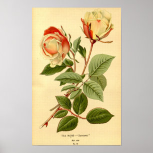 Poster Vintage rouge citron jaune Floral Rose de thé Safr