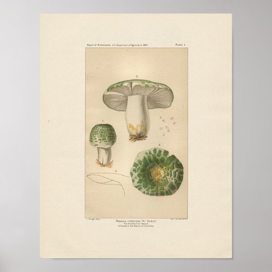 Poster Vintage Russula (Devant)