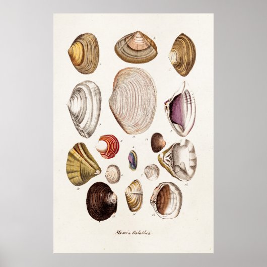 Poster Vintage Sea Shells Personalized Retro Clam Shell (Devant)