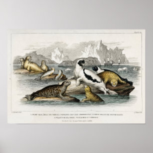 Poster Vintage  Seal Illustration
