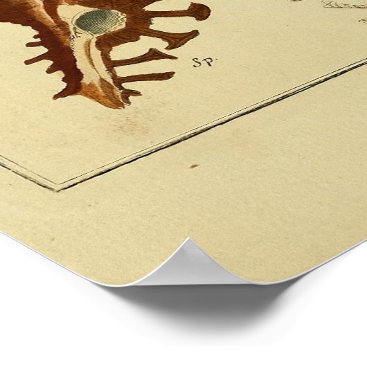 Poster vintage Shells (Coin)