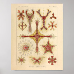 Poster Vintage Starfish Ernst Haeckel Imprimer Sea Life