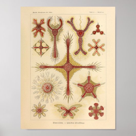 Poster Vintage Starfish Ernst Haeckel Imprimer Sea Life (Devant)