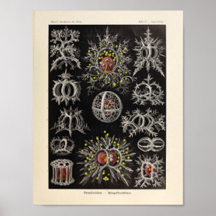 Poster Vintage Stephoidea Color Ernst Haeckel Art Imprime