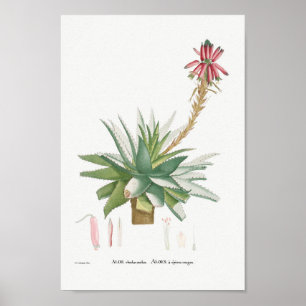 Poster Vintage Succulent Illustration