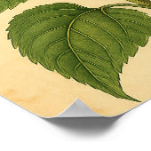 Poster Vintage Sunflower on Weathered Paper (Coin)