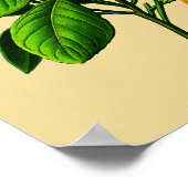 Poster Vintage Sweet Orange (Coin)