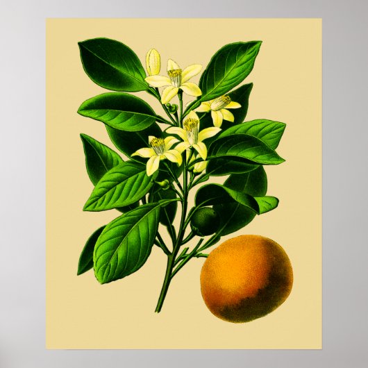 Poster Vintage Sweet Orange (Devant)