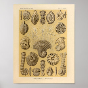 Poster Vintage Talamophora Color Ernst Haeckel Imprimer