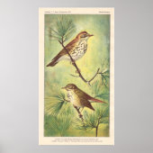 Poster vintage Thrush (Devant)