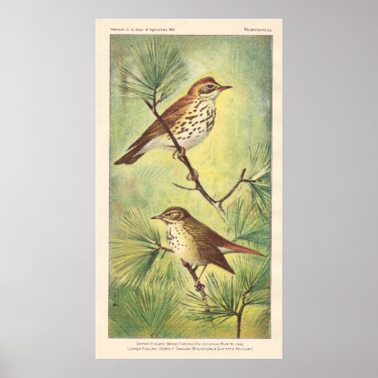 Poster vintage Thrush (Devant)